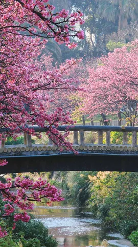 今日はさくらの日