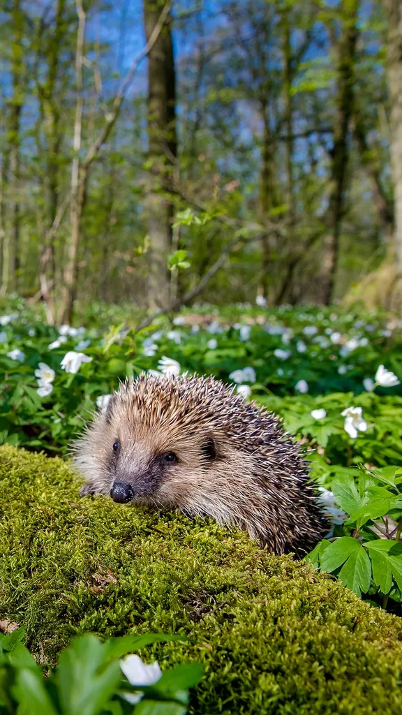 La patrouille piquante du printemps