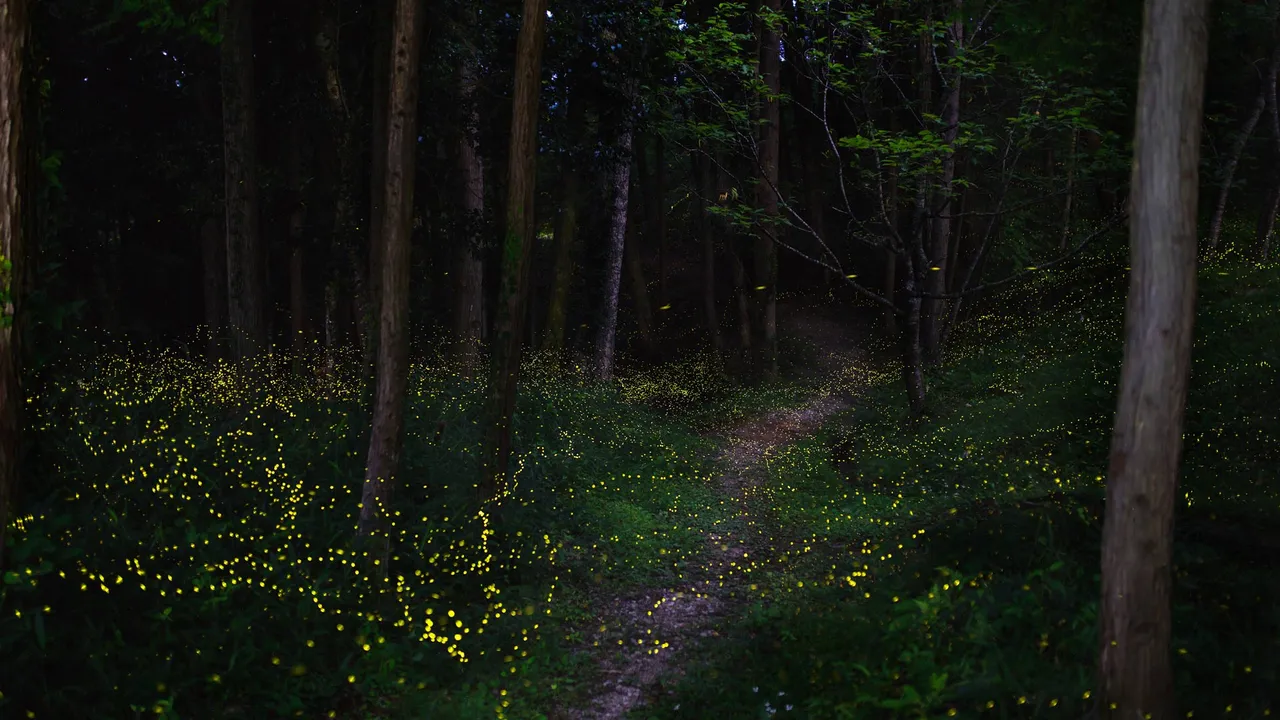 初夏の夜を彩る光の舞