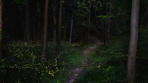初夏の夜を彩る光の舞