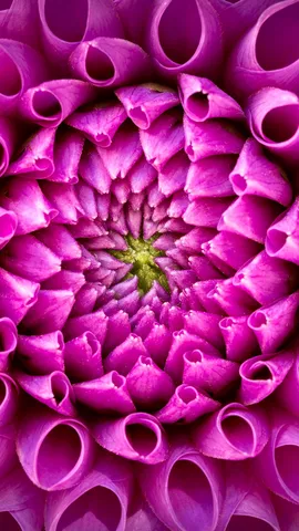 華やかに開くダリアの花びら