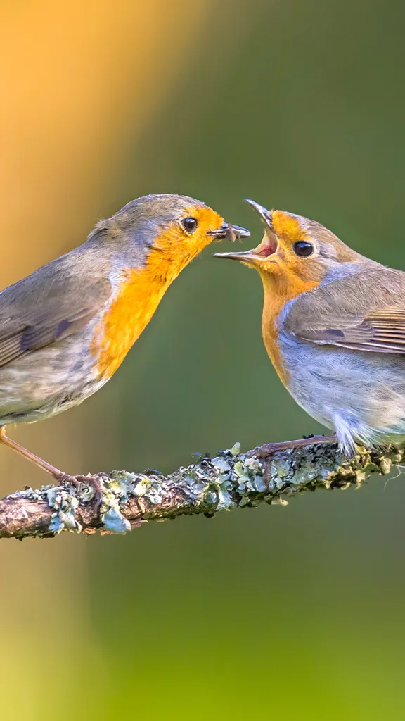 A peck of care