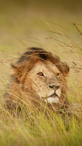 K&ouml;nige der Savanne