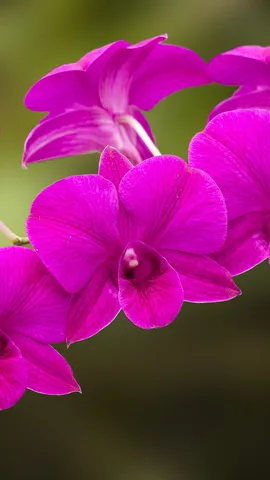 A ci&ecirc;ncia em flor