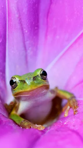 Japanese tree frog in a pink morning glory