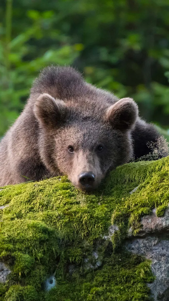 Wild und wachsam