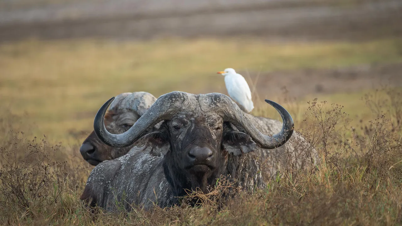 The untamed spirit