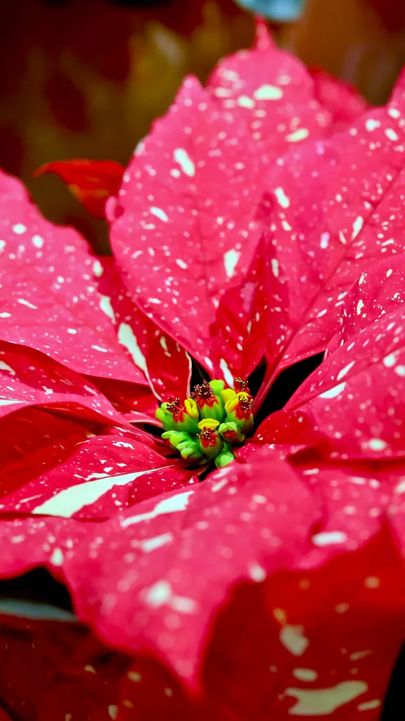 The plant that paints the holidays red
