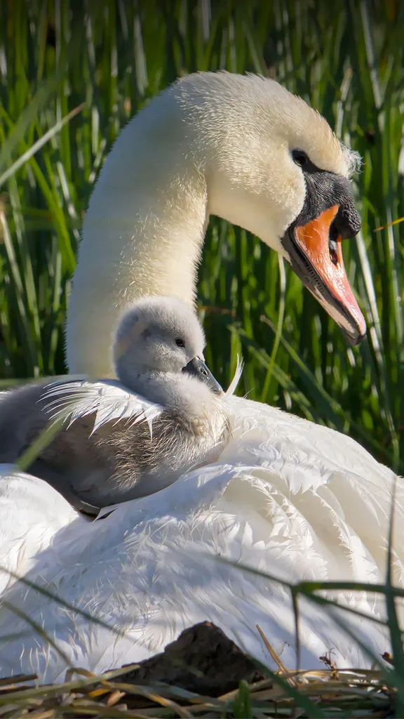 All aboard the mothership