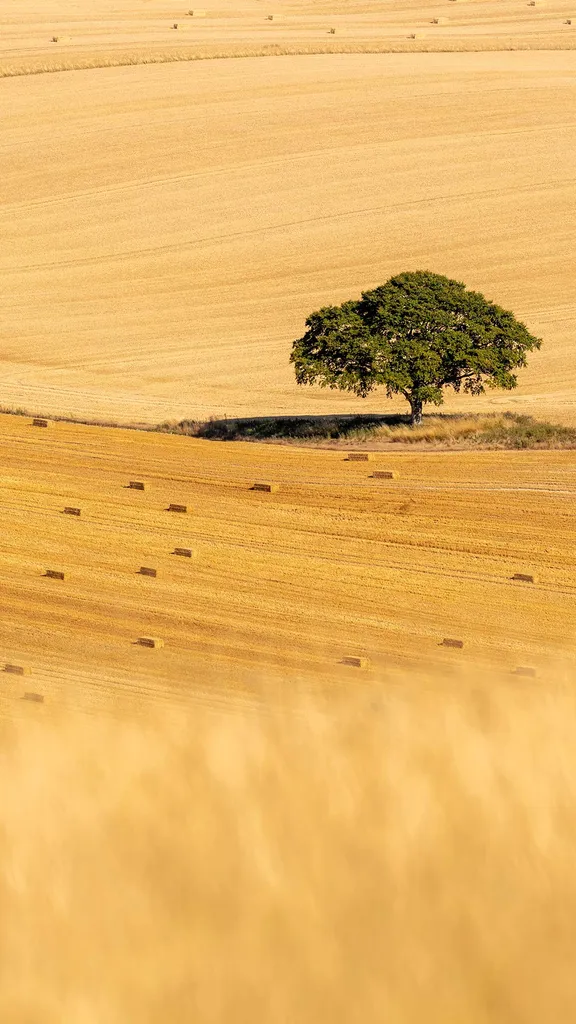 Beech tree in a cereal field, East Meon, South Downs National Park, Hampshire, England
