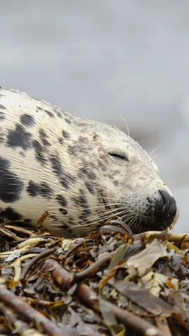 Grey seal sleeping on the beach, Orkney Islands, Scotland