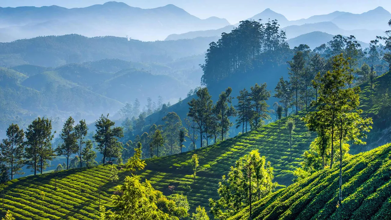 慕那尔山区的茶园，印度喀拉拉邦