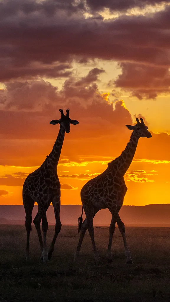 O entardecer das gigantes