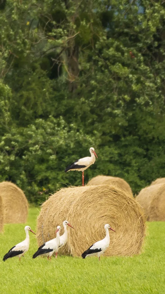 Elles relient les saisons, les terres et les hommes