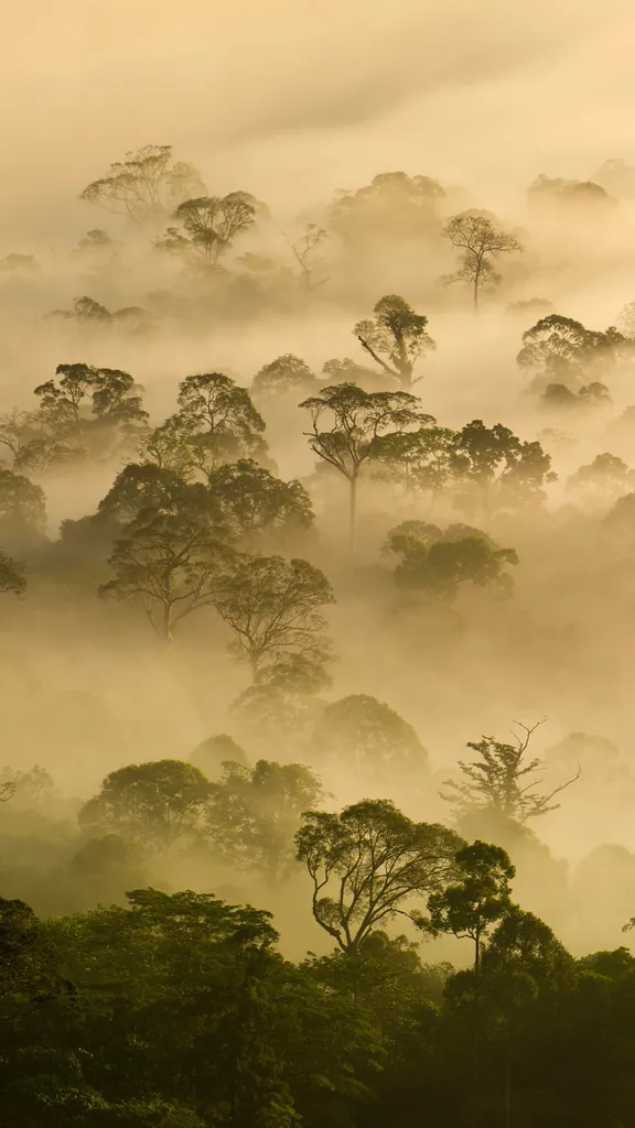 &iexcl;Vivan los &aacute;rboles!