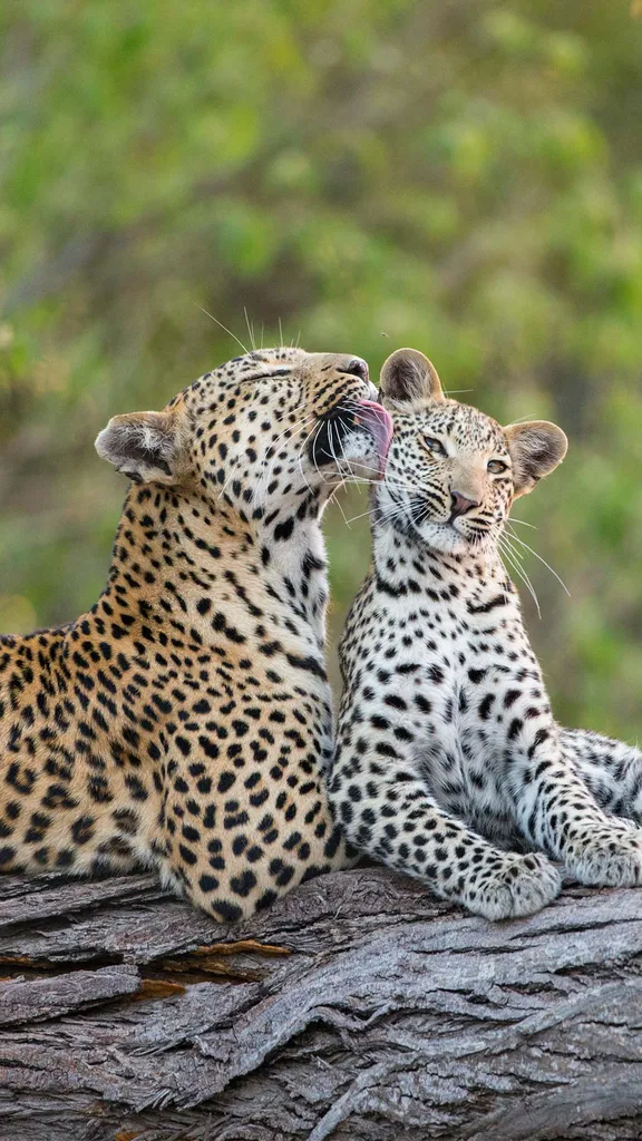 Toilette express made in maman !