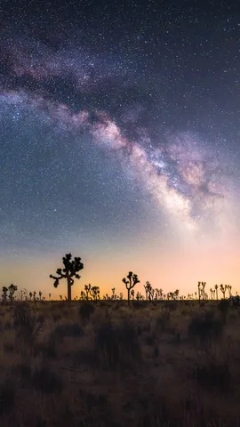 Joshua trees under the Milky Way, California, United States