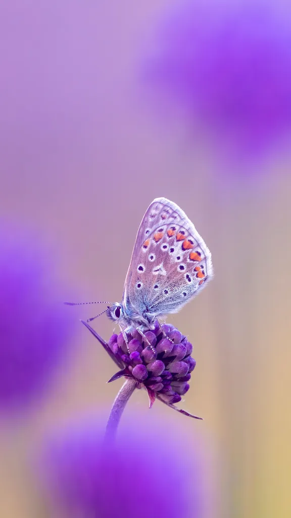 Himmelblaue Fl&uuml;gel
