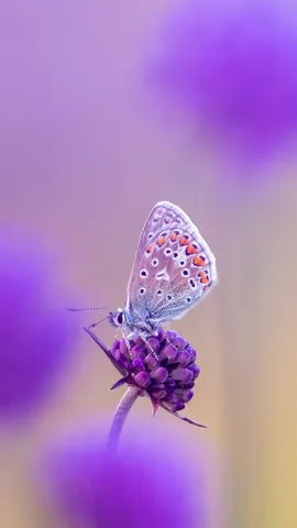 天蓝色的翅膀