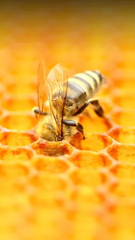 La vie secr&egrave;te des abeilles