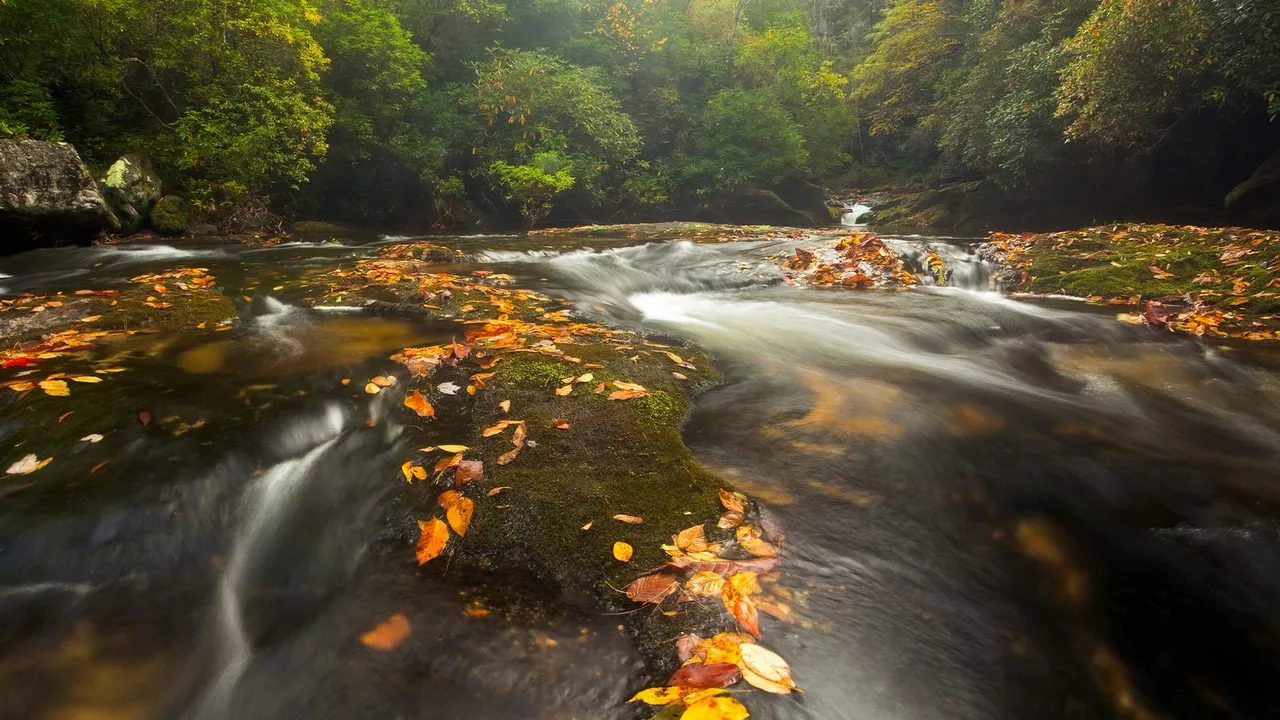 Aguas bravas entre bosques