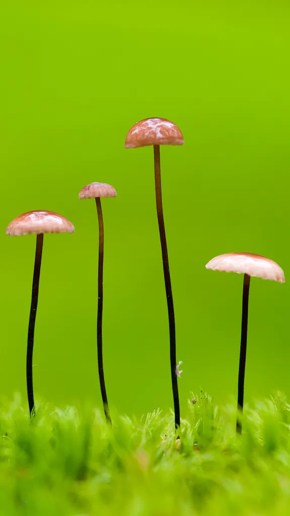 Die verborgene Welt der Pilze