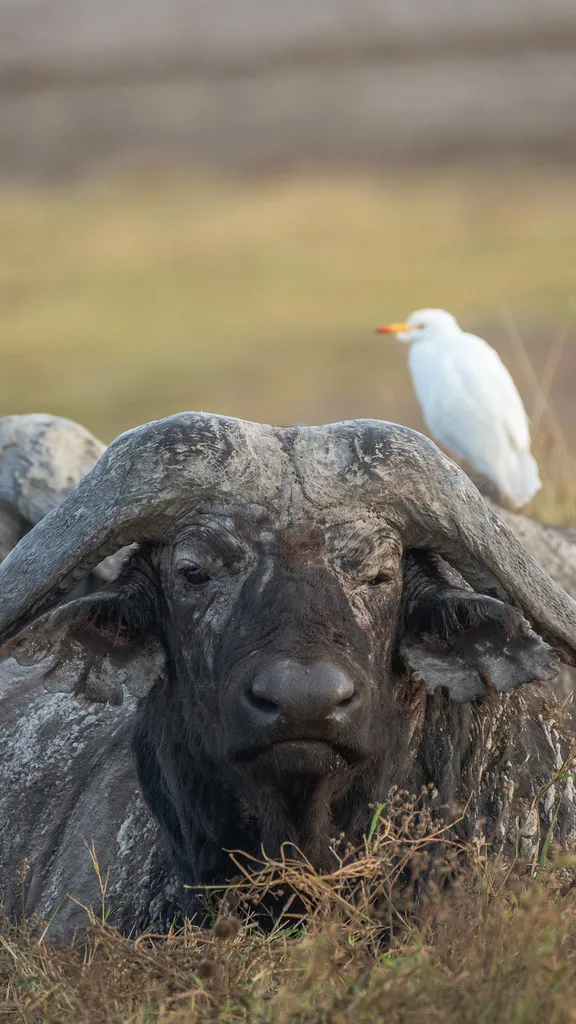 The untamed spirit