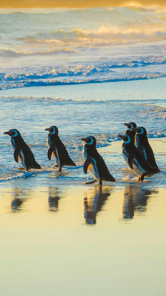 Magellanic penguins, Volunteer Point, Falkland Islands
