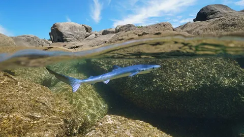 追逐海浪，掀起潮汐