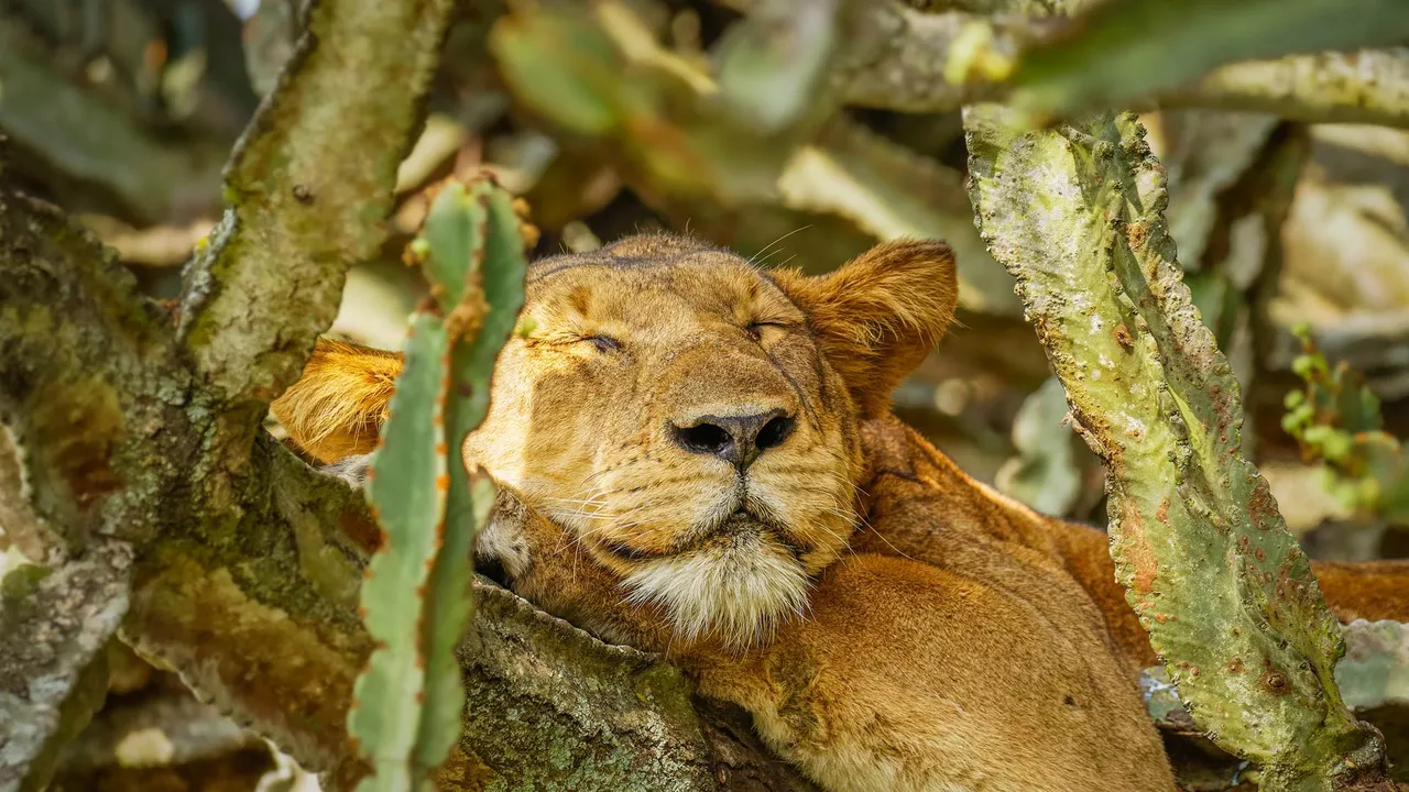 Dans la jungle, paisible jungle