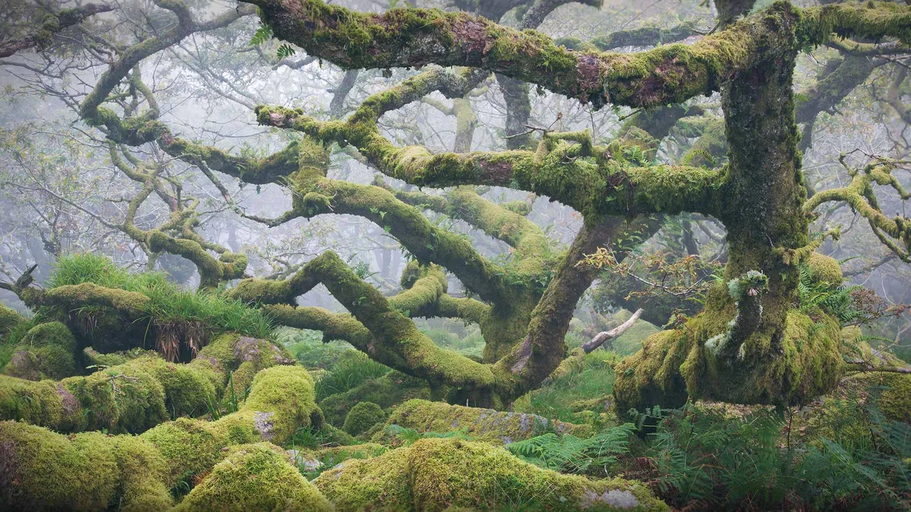 一片迷人的森林