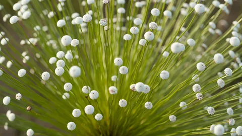 Cerrado, uma f&aacute;brica estrelas