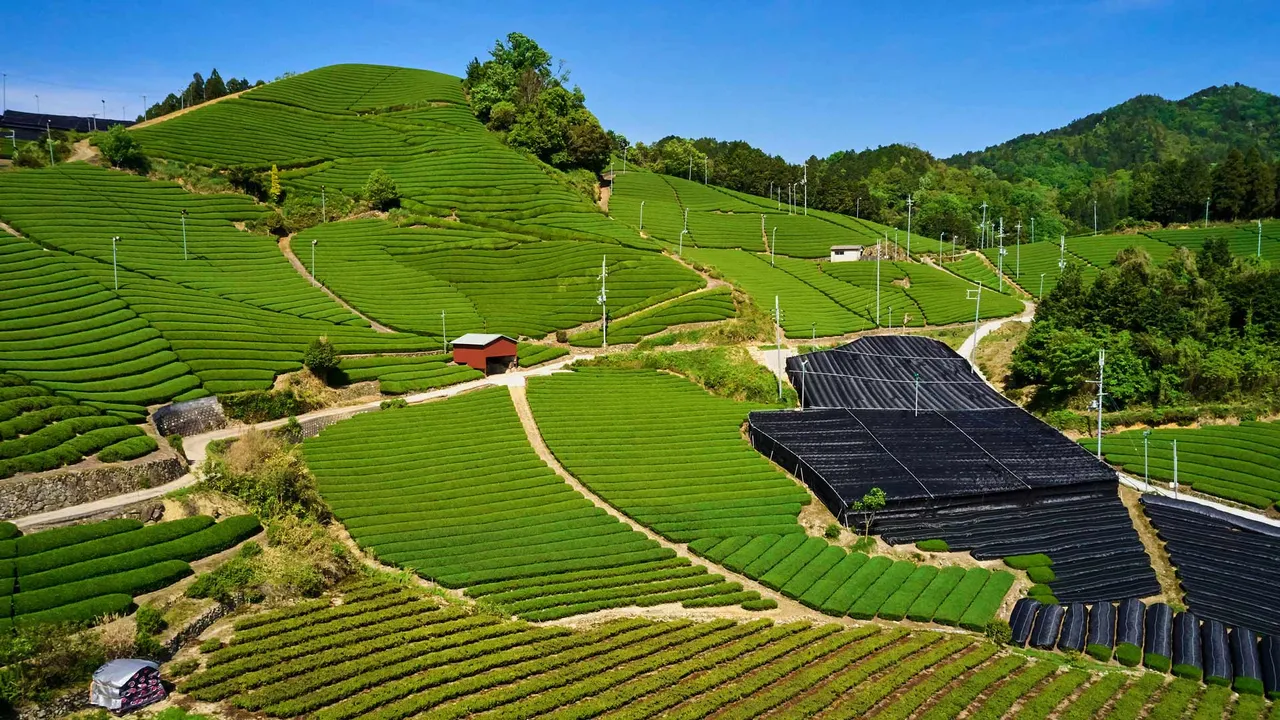 今日は八十八夜