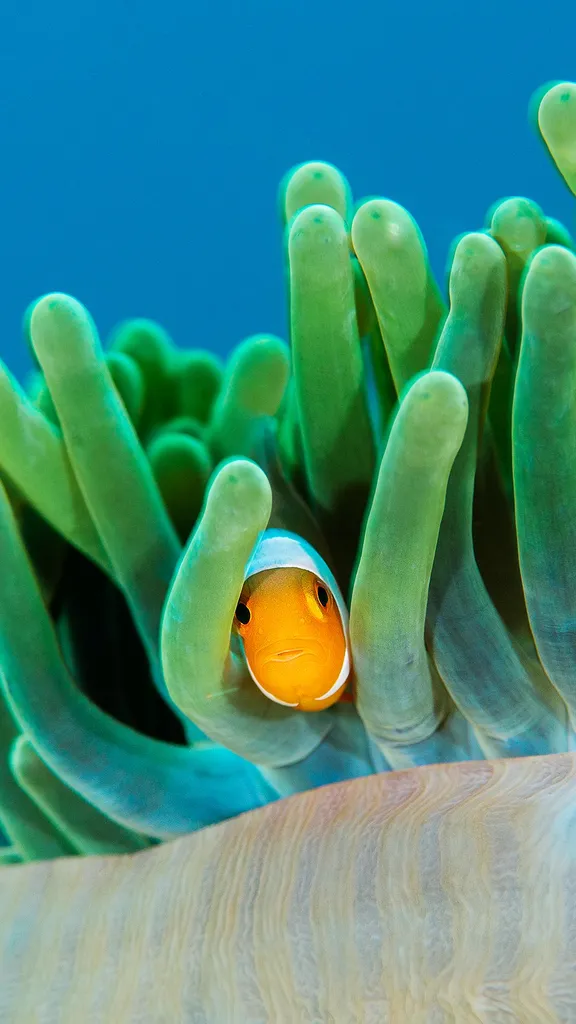 Common clownfish in a sea anemone, Raja Ampat Islands, Indonesia
