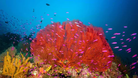 水下的奇妙景观