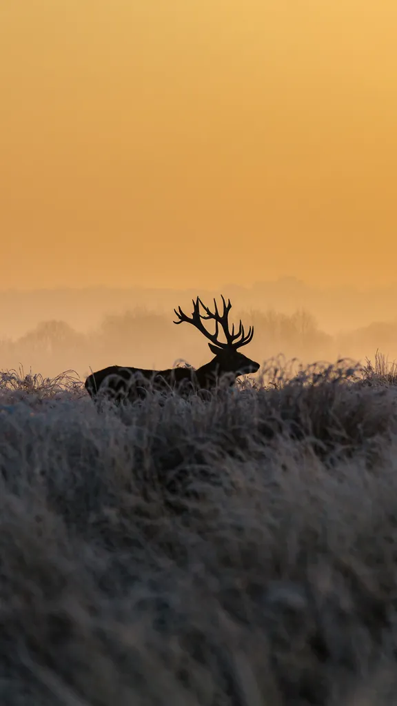 里士满公园的雄鹿，英国伦敦