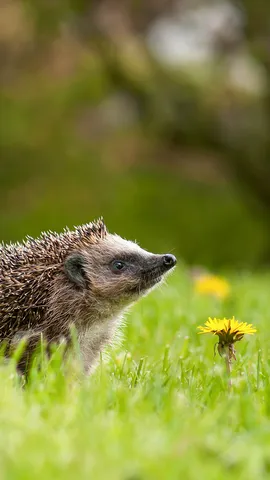 Sue&ntilde;os amarillos en un campo verde