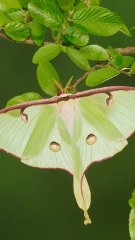 A leaf insect