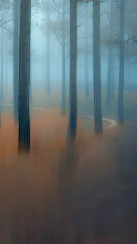 薄雾笼罩的松树林，越南