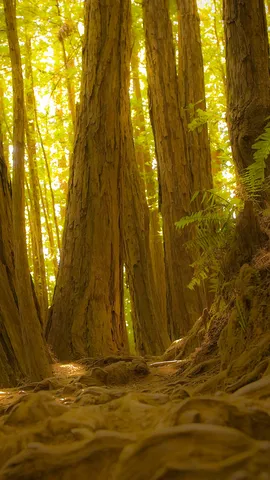 Where time grows tall