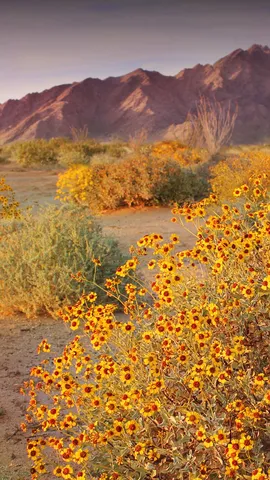 A hot spot for wildflowers