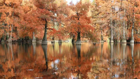 Reflets d&rsquo;automne